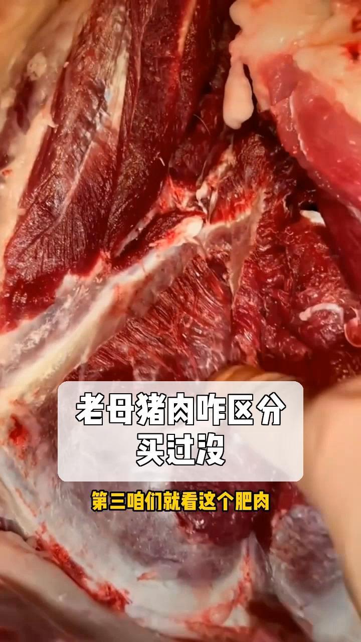 怎么辨别母猪肉图片