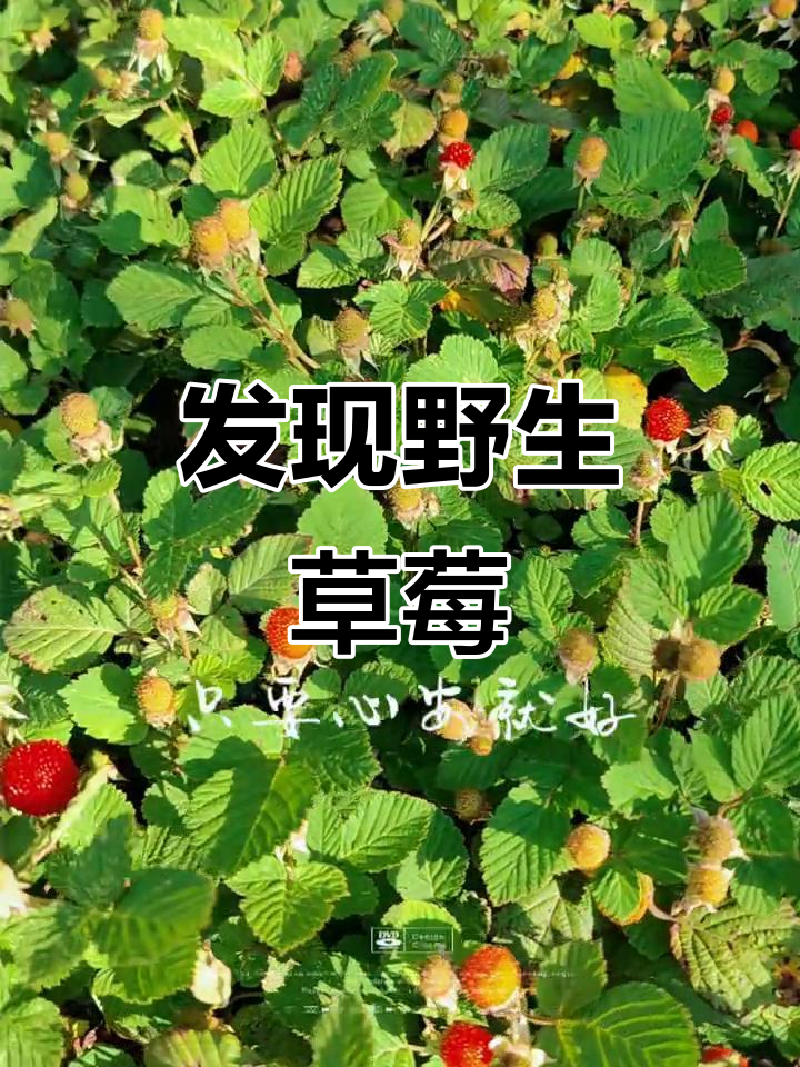 自驾游杭州临安,山上偶遇大片野草莓和树莓,今天有口福了