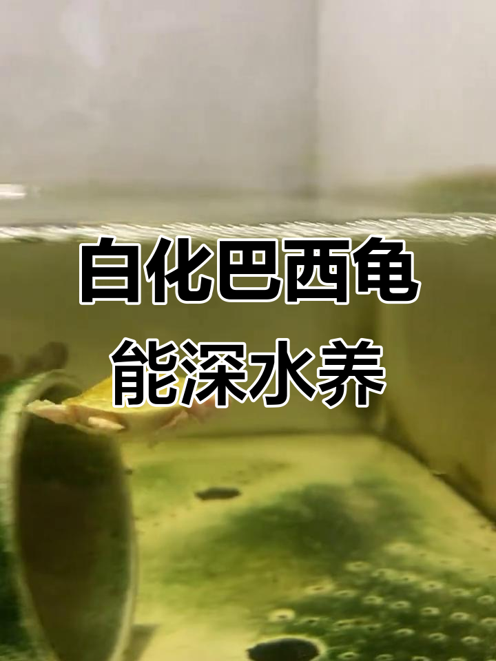 巴西龟深水养殖无压力,白化品种也能轻松适应