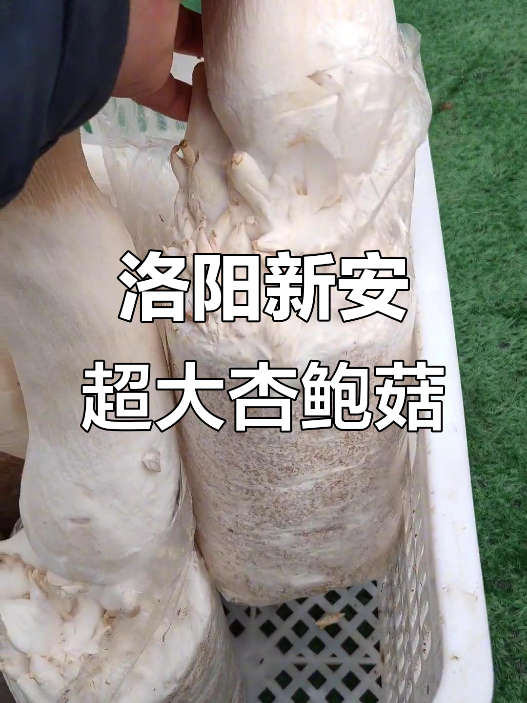这种杏鲍菇竟然这么大,西安县出品让人惊艳