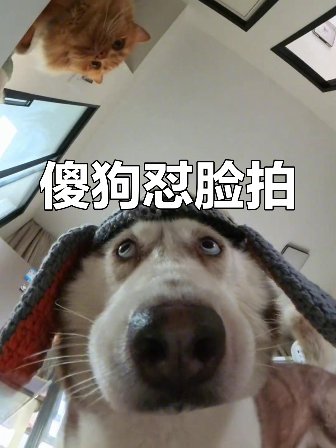 傻狗日常:怼脸拍摄,乐趣多多