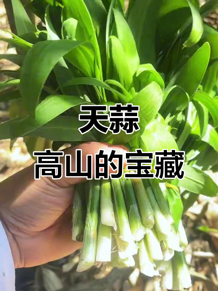 高海拔天蒜:野菜中的"天花板",高山珍品来袭