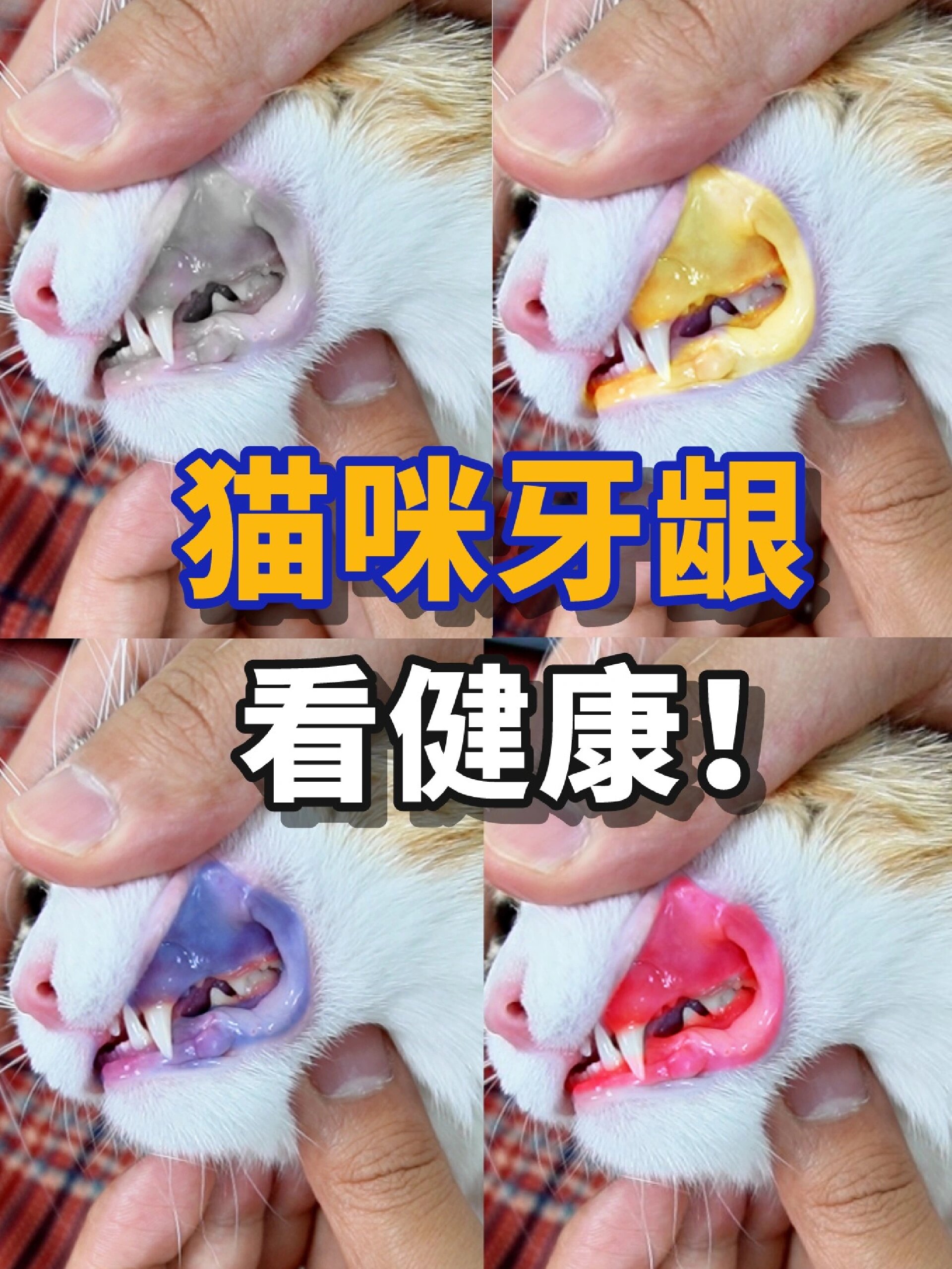 猫咪牙龈颜色图片