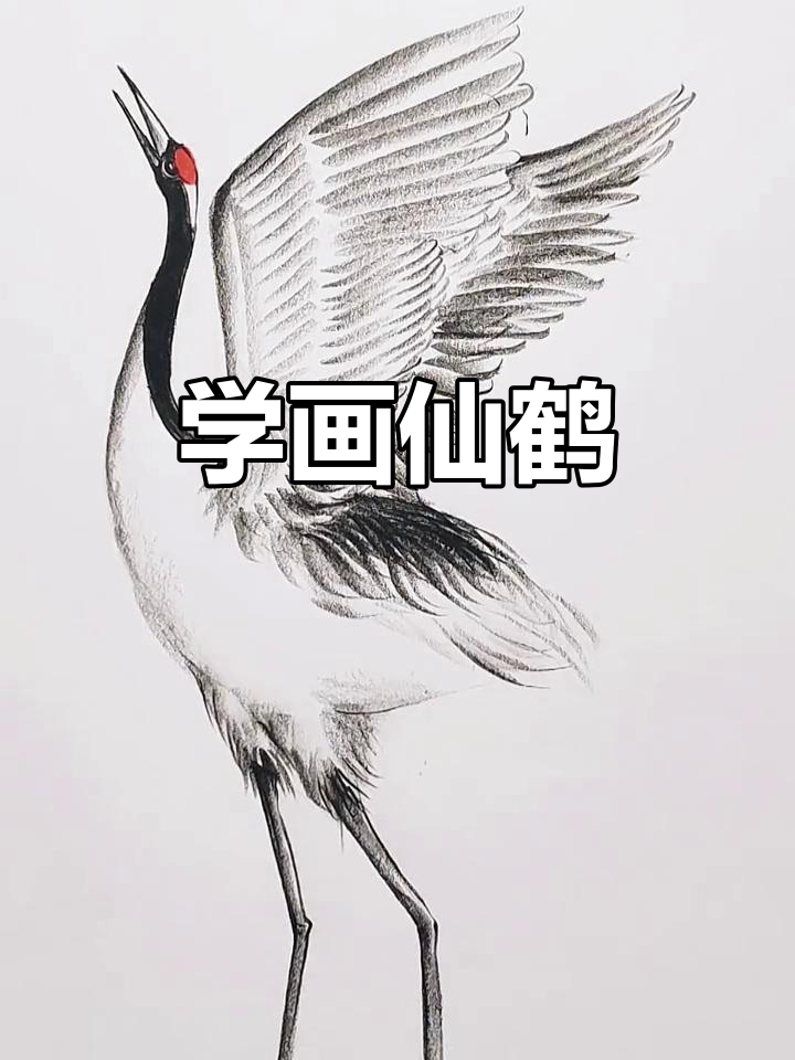 零基础学画仙鹤,简单又好玩
