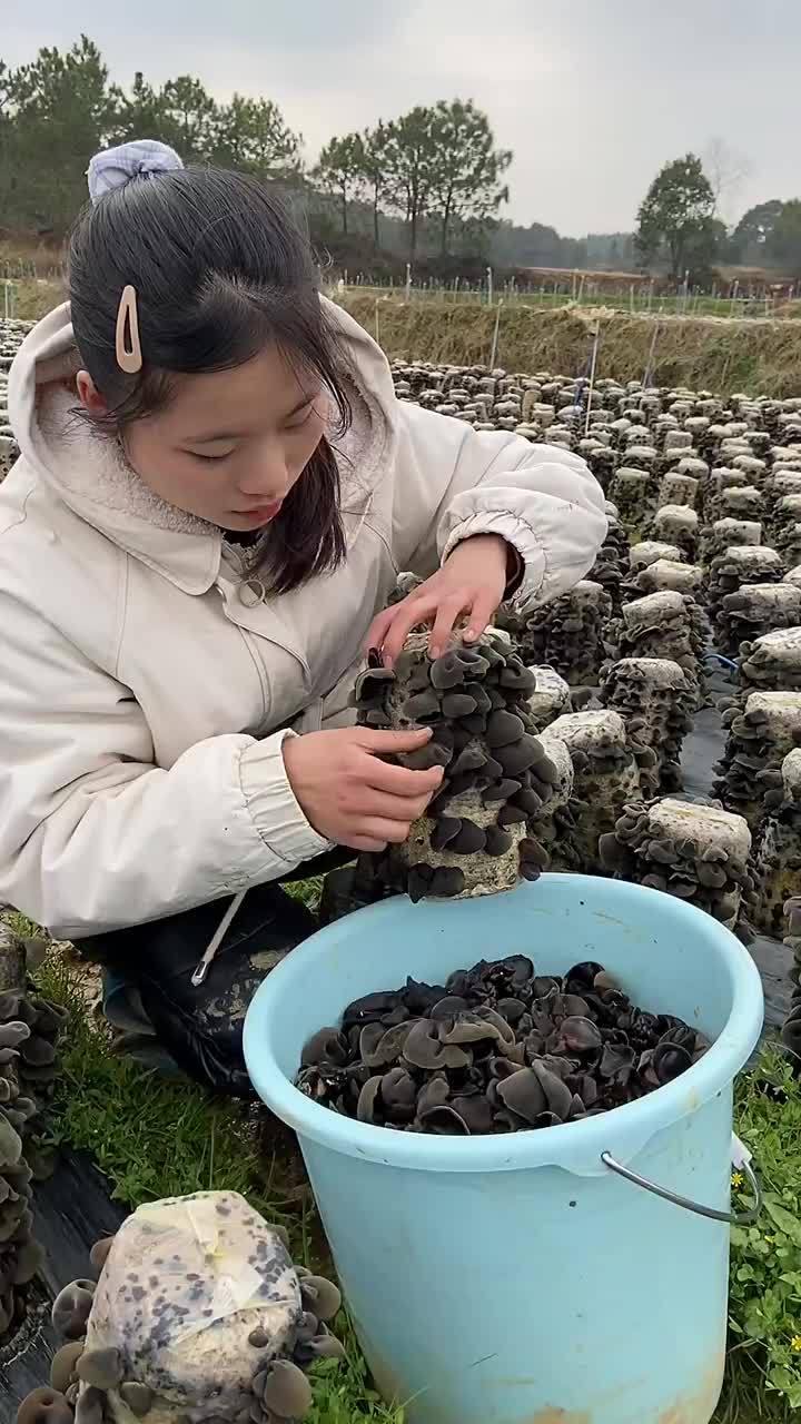 东北黑木耳,正宗东北长白山秋木耳黑木耳 东北秋木耳 木耳 东北黑木耳