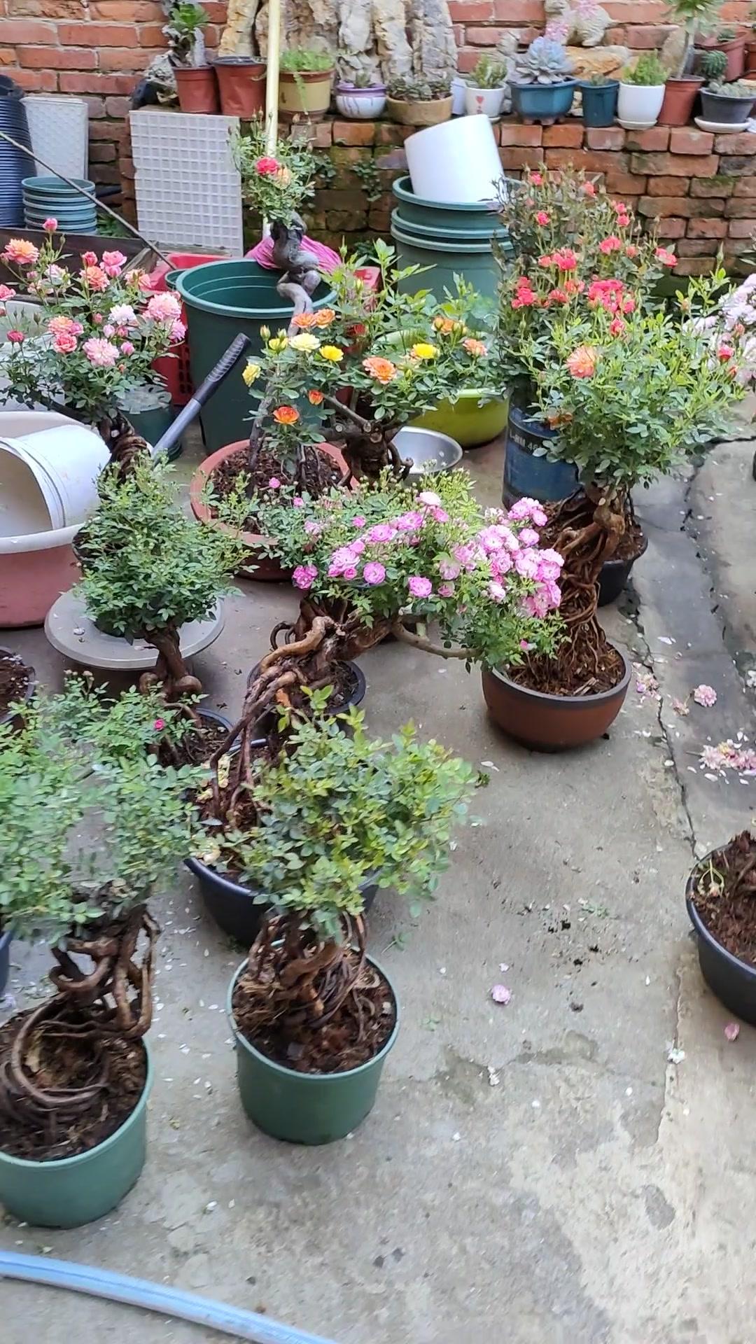 提根月季盆景,造型千奇百怪,开花更是非常漂亮 月季 嫁接 花卉 花卉