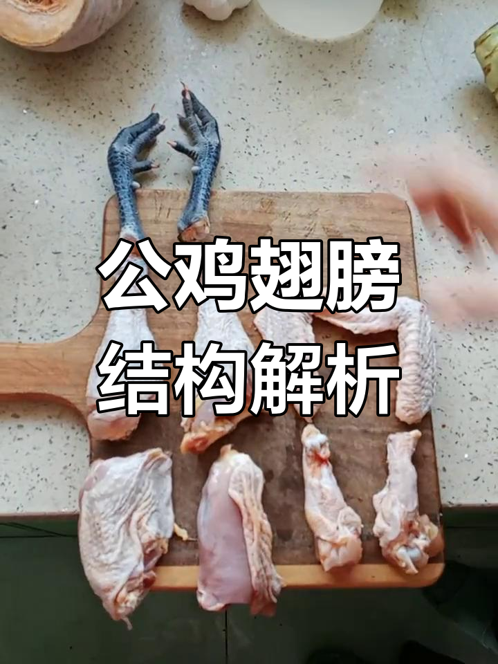 公鸡解剖图解:如何区分翅根,中段和尖端