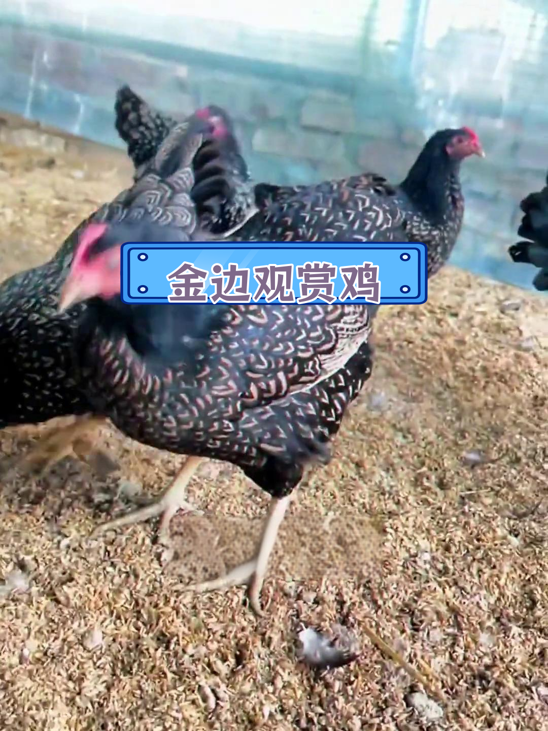 荷兰金边山上的鸡群