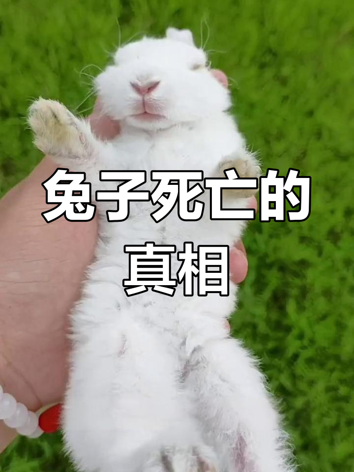 兔子突然死亡的原因解析