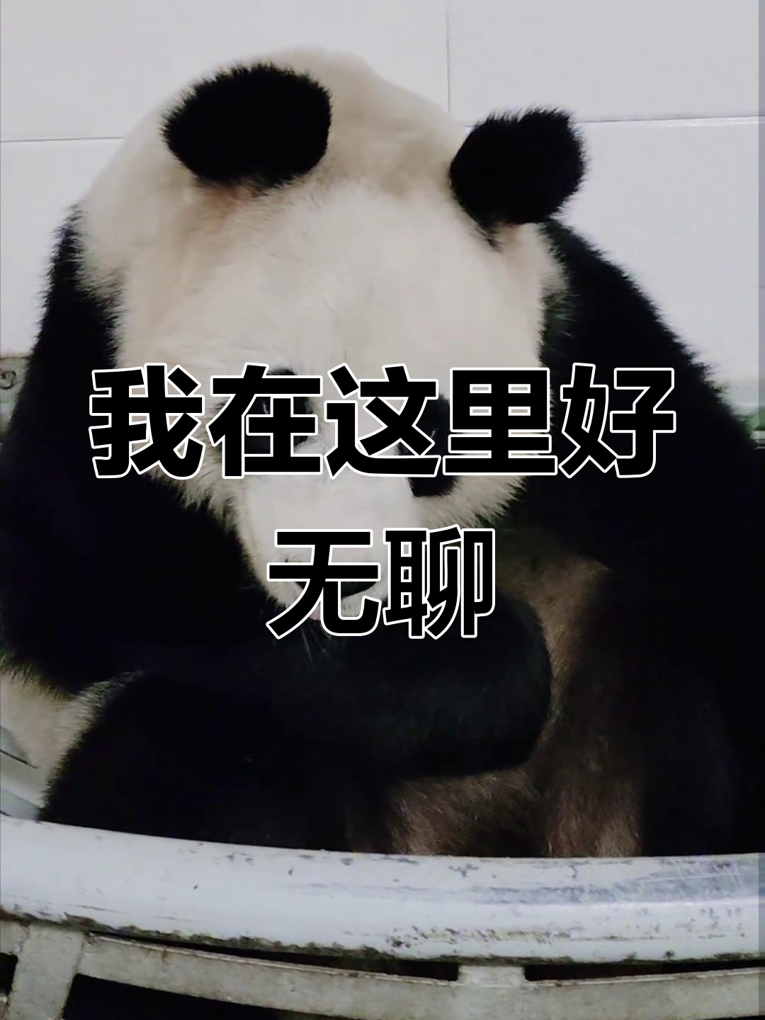 大熊猫玩手机,我无聊到极点