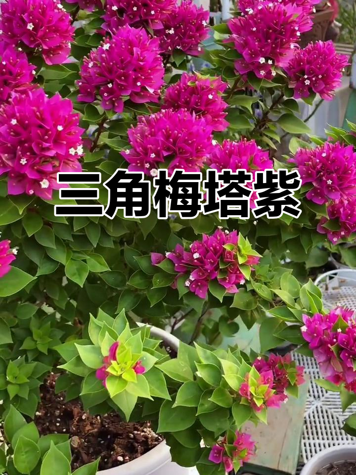 三角梅塔紫:美丽与坚韧的完美结合