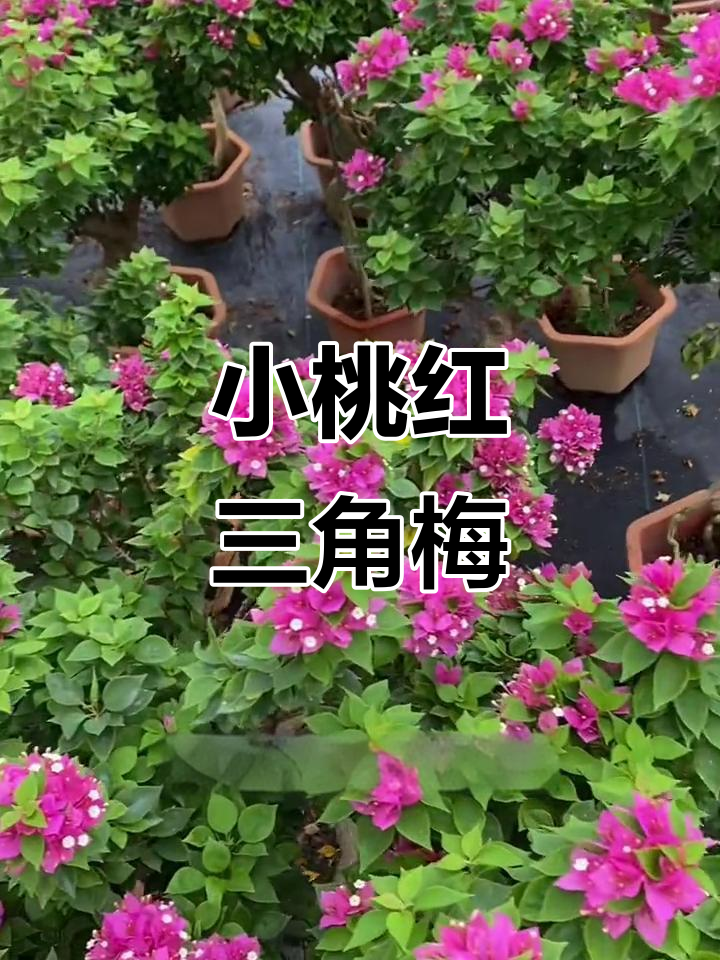 三角梅塔紫小桃红,庭院必备!