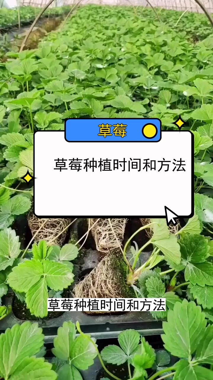 草莓種植時間和方法