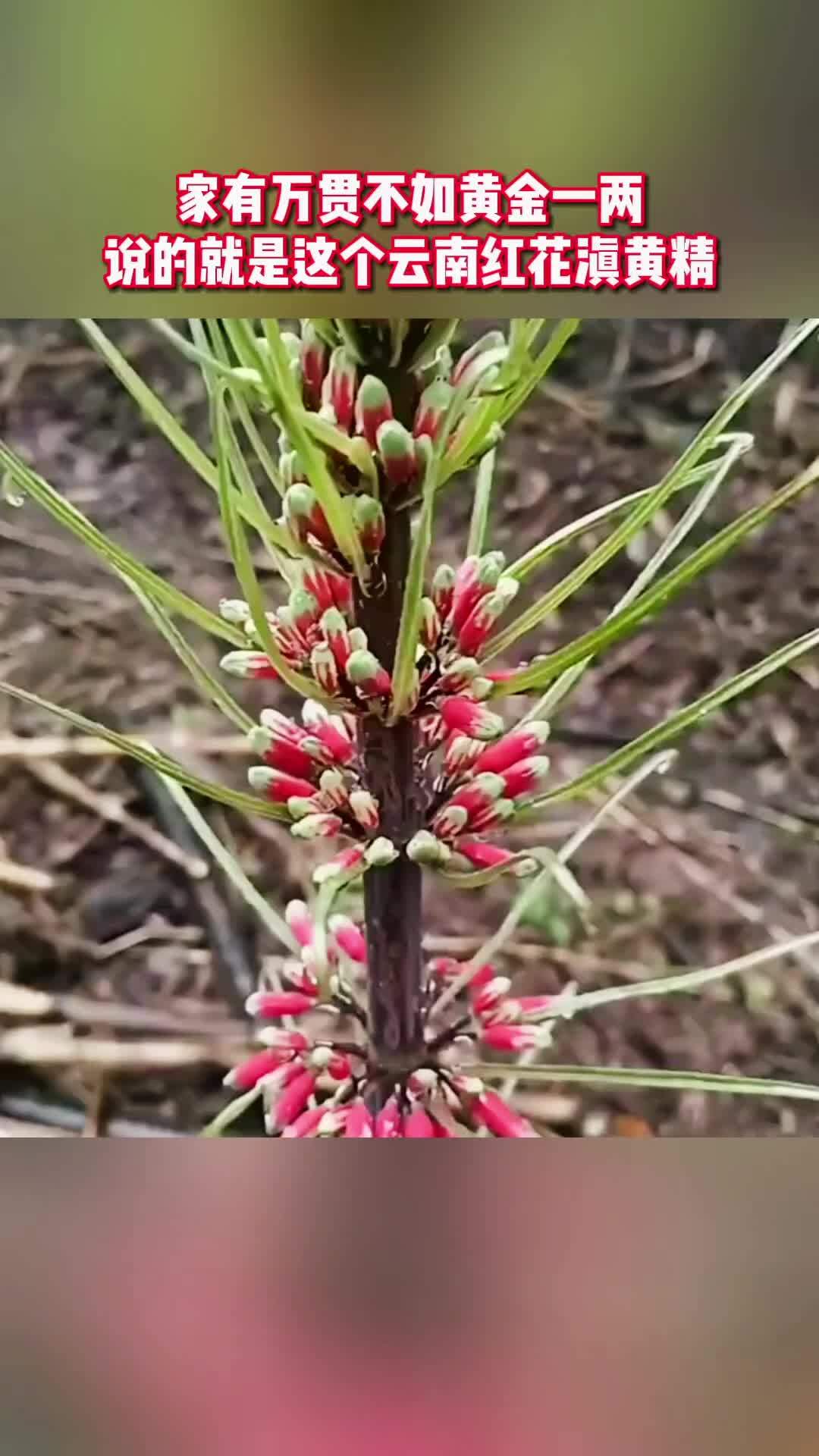 三农 养殖 种植 红花滇黄精 花满坡 家有万贯不如黄金一两,说的就是