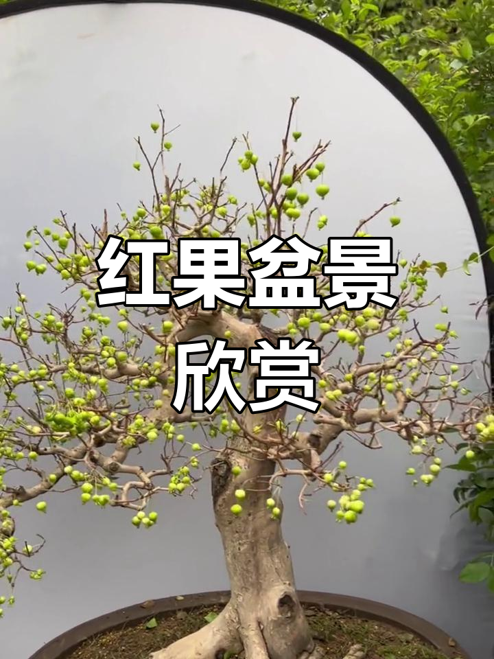 巴西红果盆景,满枝头的小果子