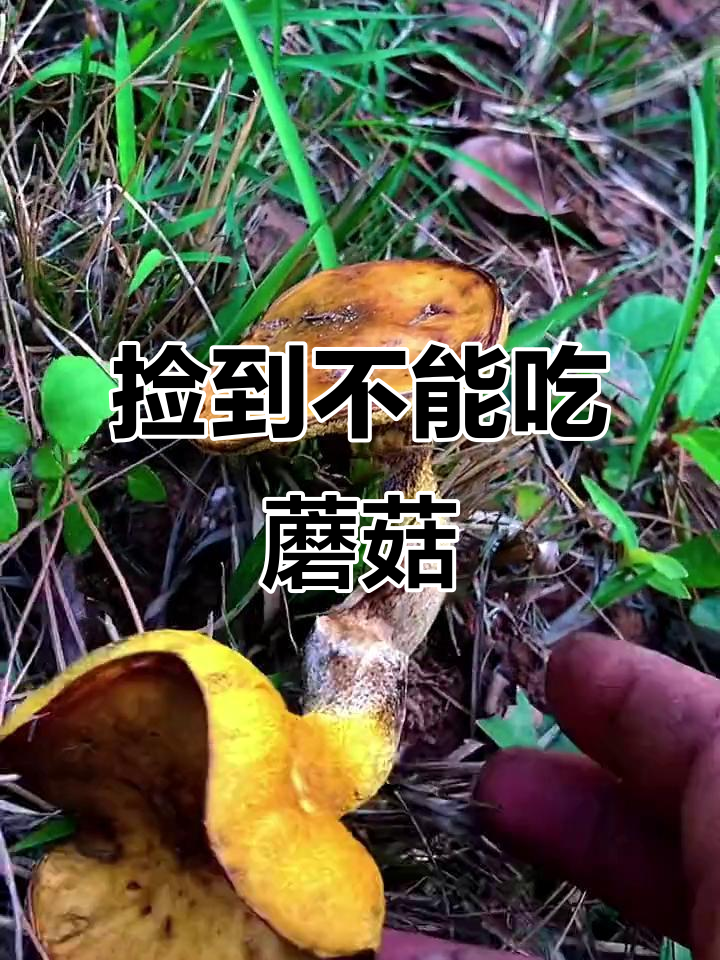 今年第一朵松乳菇,可惜不能食用