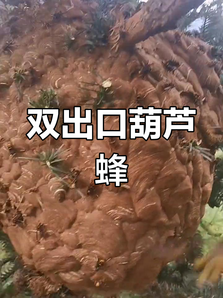 大山深处的神秘葫芦蜂,双出口奇观
