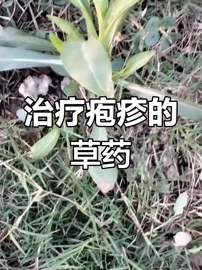 草药野菠菜治疱疹,蛇疸疮有救