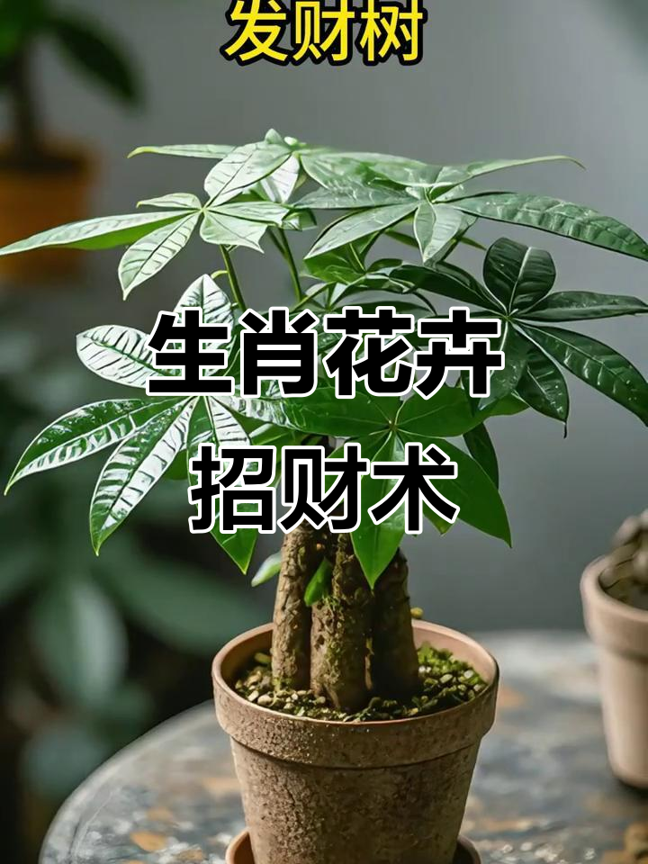 十二生肖养花指南,财运滚滚来!