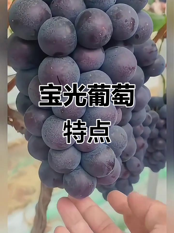 宝光葡萄早熟,口感独特,耐储运,亩产高达4000斤