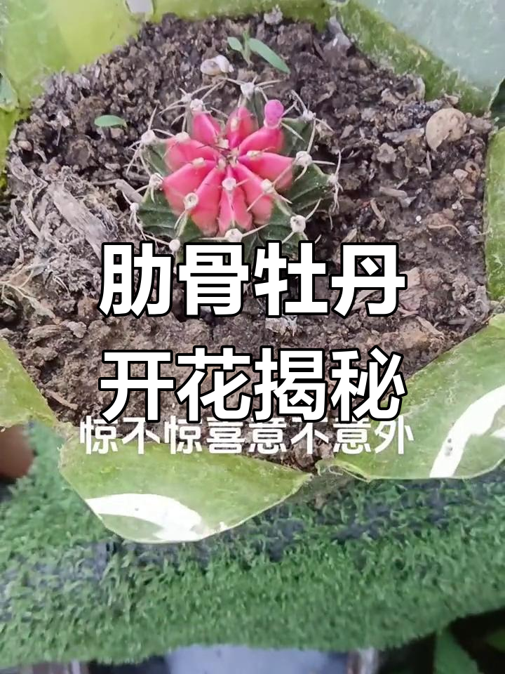 直播间奖品,肋骨牡丹锦开花什么样?发图分享!