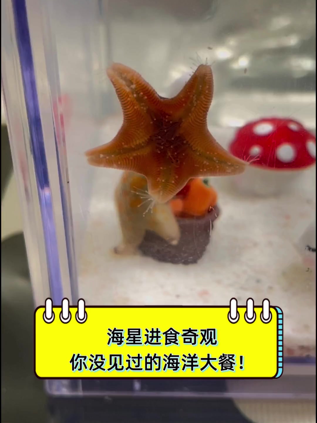 海星进食奇观,你没见过的海洋大餐!