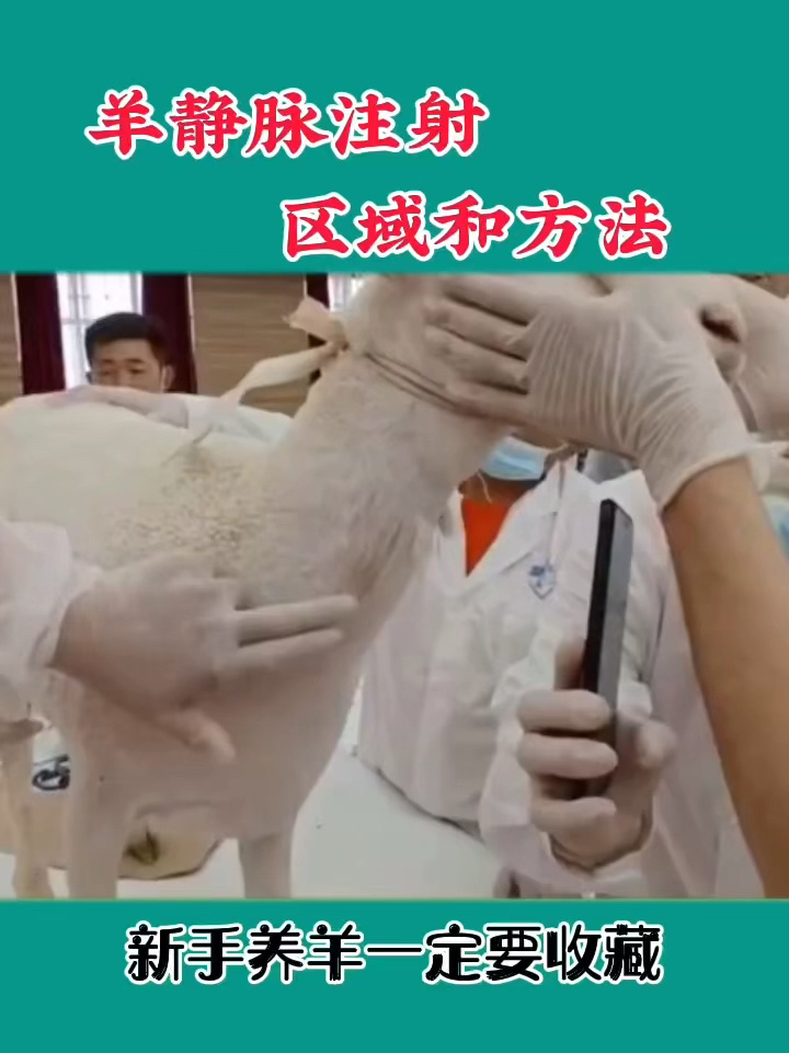 羊静脉注射区域和方法,新手必学-度小视