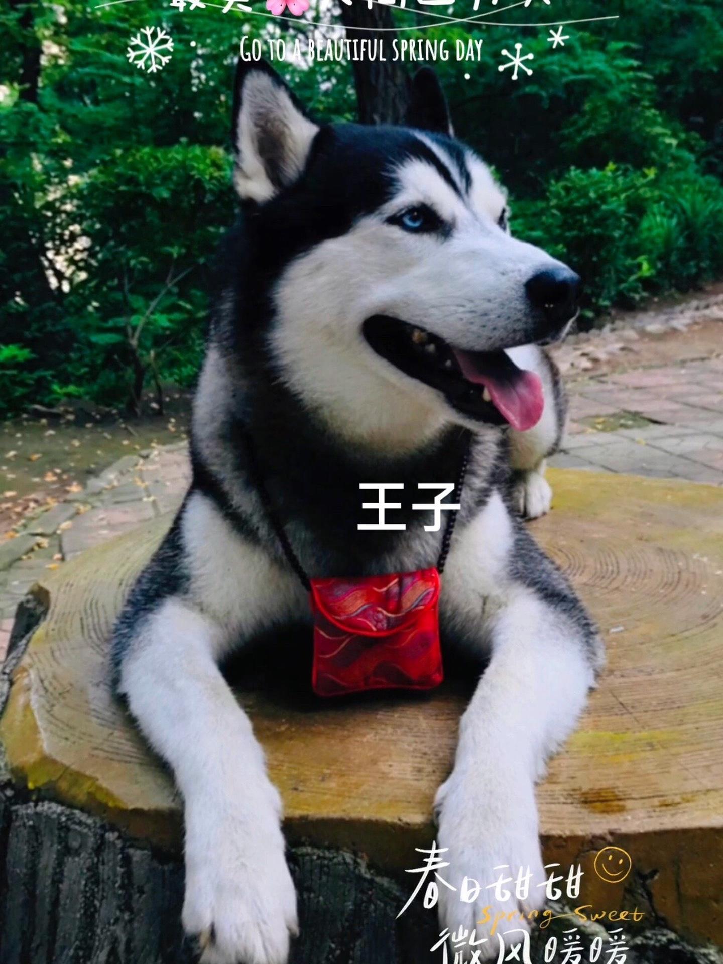 帅帅哒二哈王子 哈士奇 这狗怎么人模人样的 被迫营业的狗子 抖音萌宠