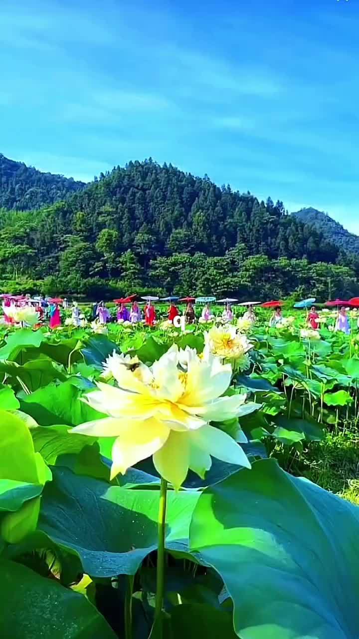 好运莲莲 荷塘美景 希望以后的每一天都好运连连