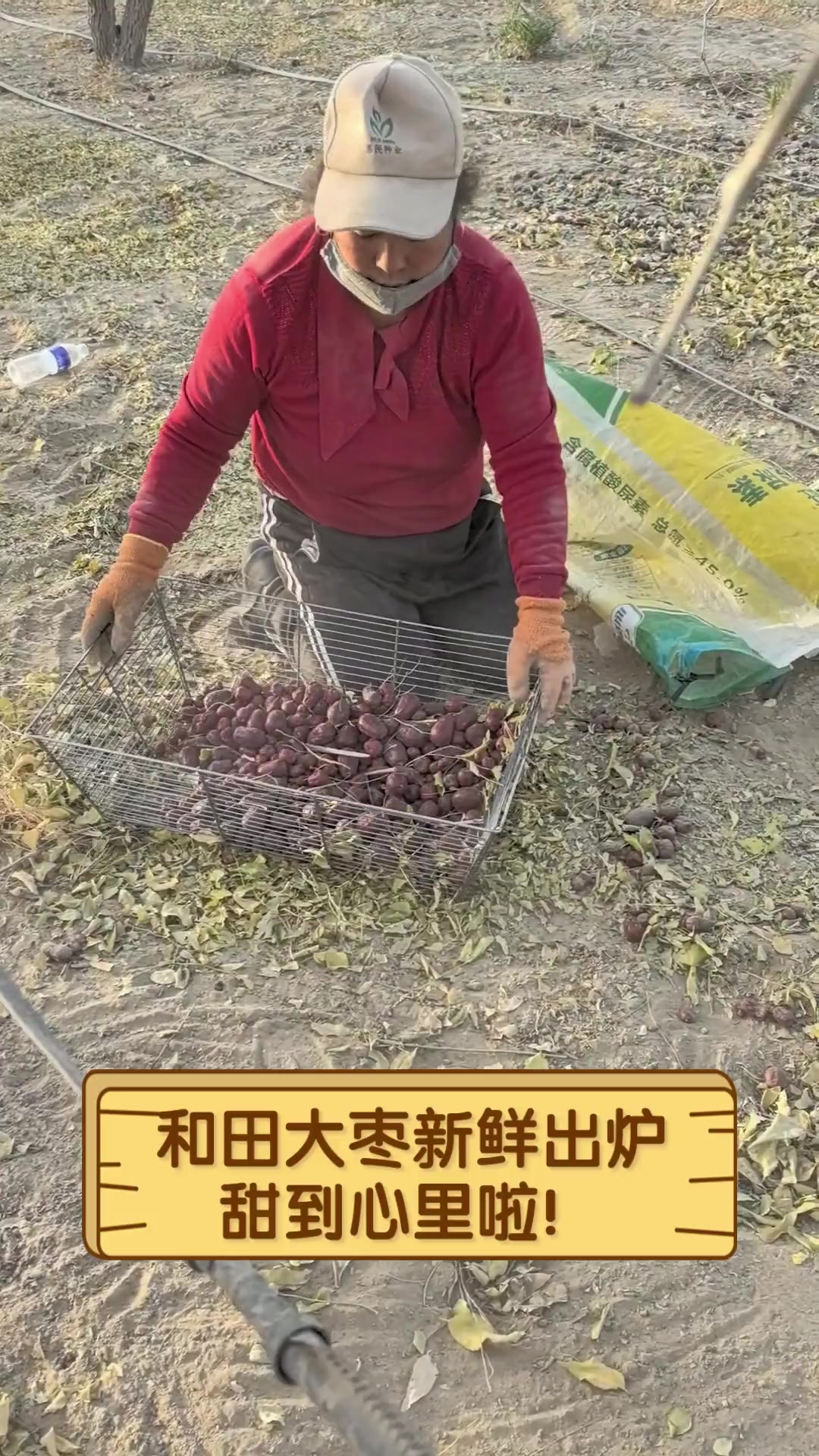 和田大枣新鲜出炉,甜到心里啦!