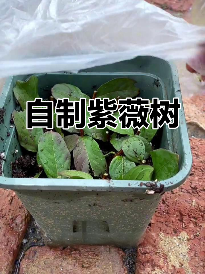 紫薇树扦插教程,轻松在家种植