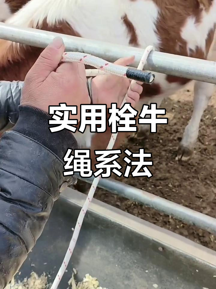 养殖必备栓牛绳系法,轻松学会这些技巧