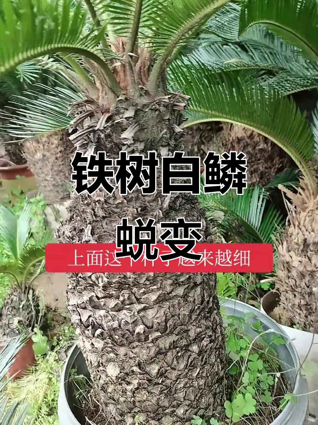 白鳞贴蜕皮,铁树新变化!