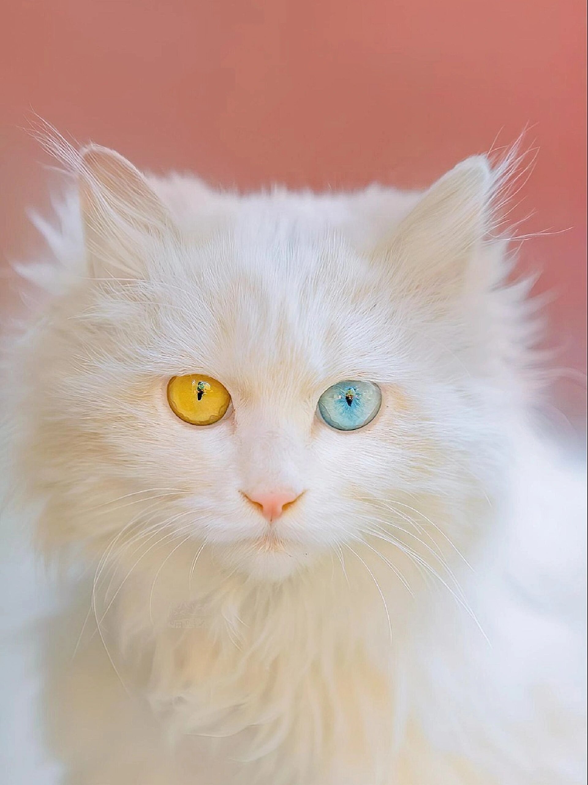 异瞳临清狮子猫颜值巅峰了,梦中情猫!