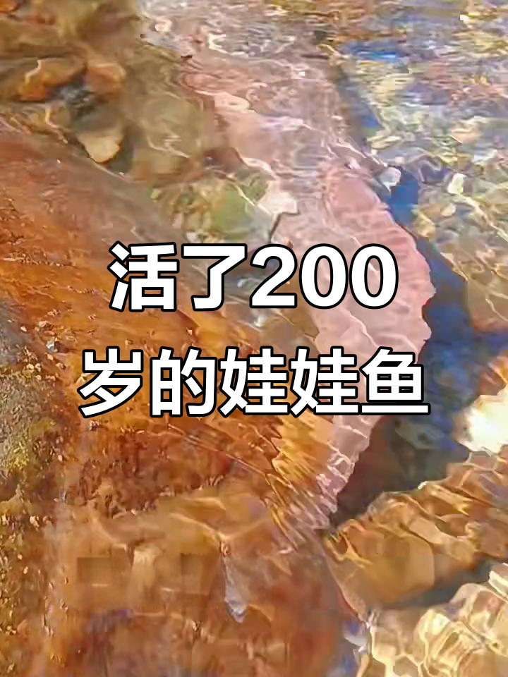 娃娃鱼能活200岁,张家界守护神兽惊艳游客