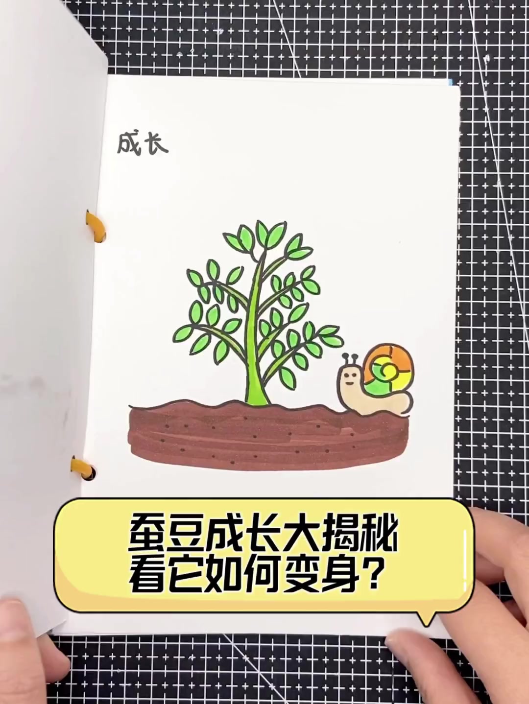 蚕豆成长大揭秘,看它如何变身?