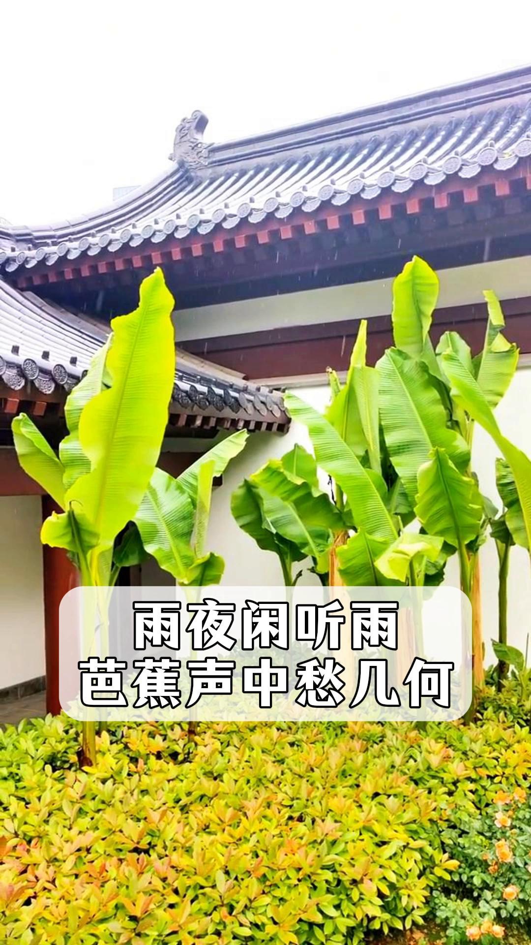 芭蕉夜雨图片欣赏图片