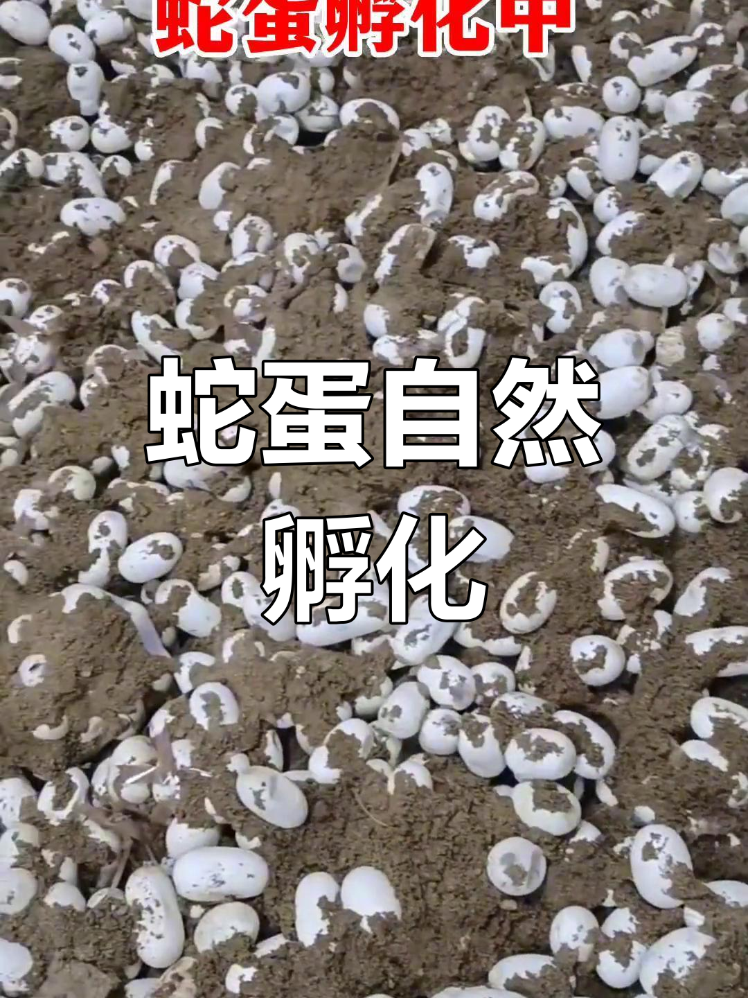 自然孵化蛇蛋全过程,无需加温