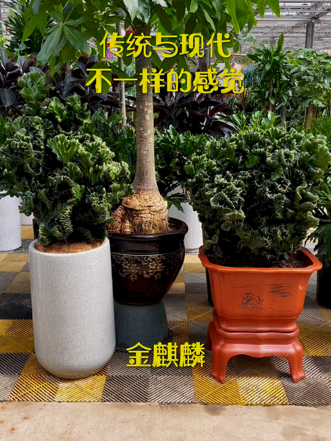 金麒麟,没有比他更好养得了
