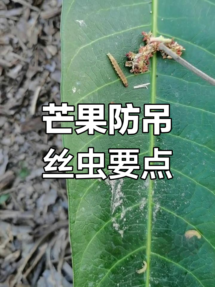 芒果吊丝虫防治技巧,早打效果更佳