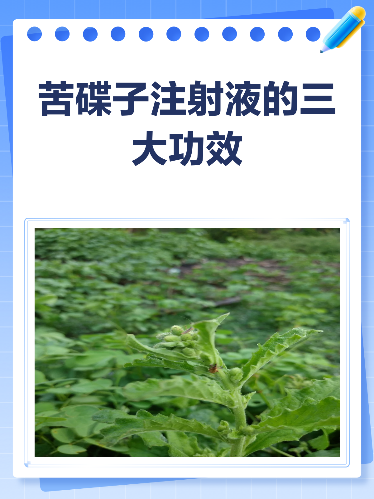 苦碟子注射液,你真的了解它的功效吗?