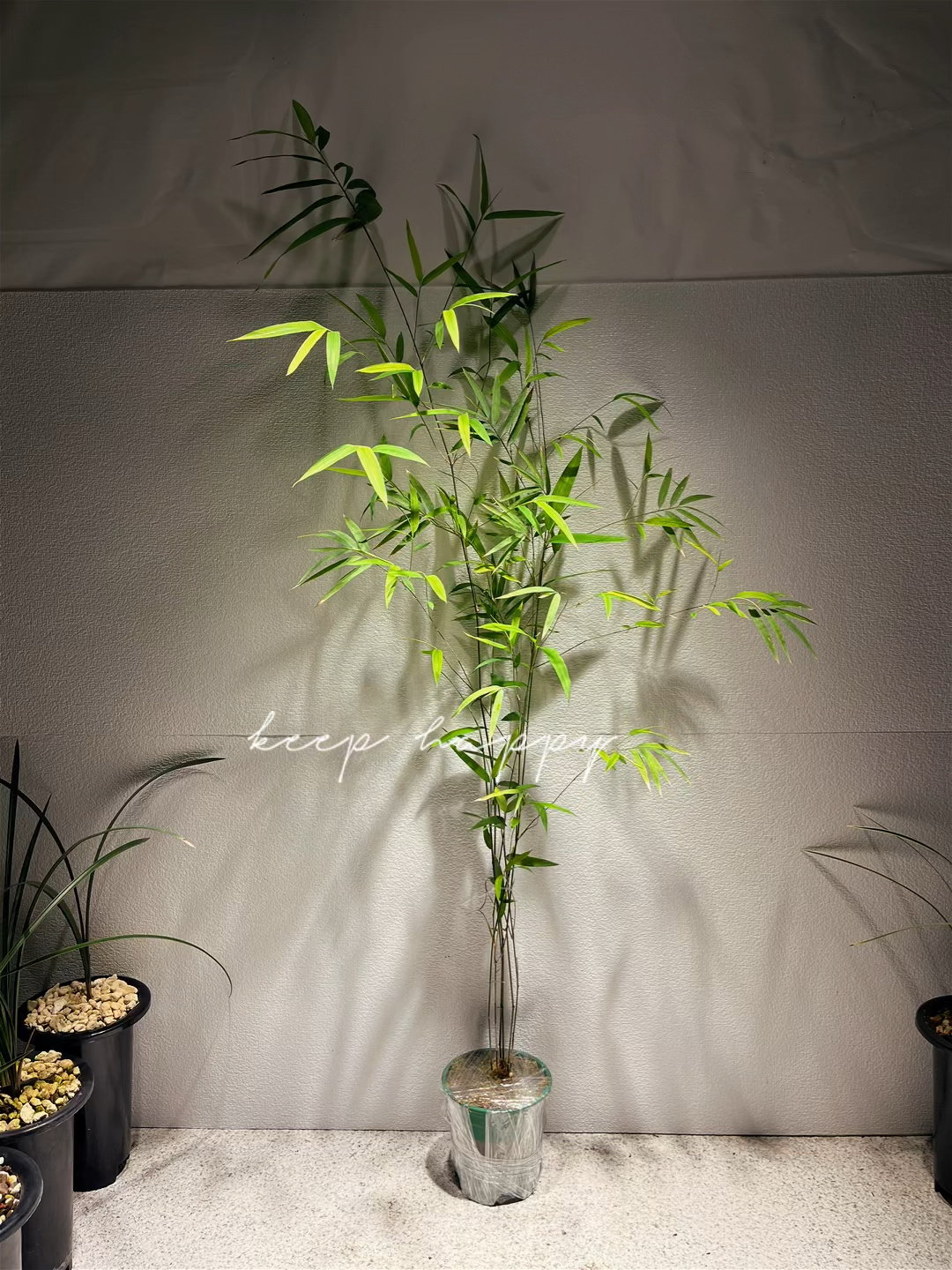 发货随手拍之内门竹