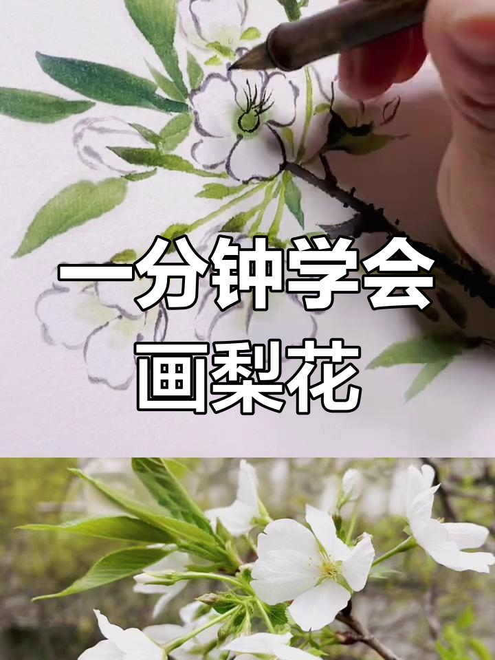 一步一步教我画梨花图片