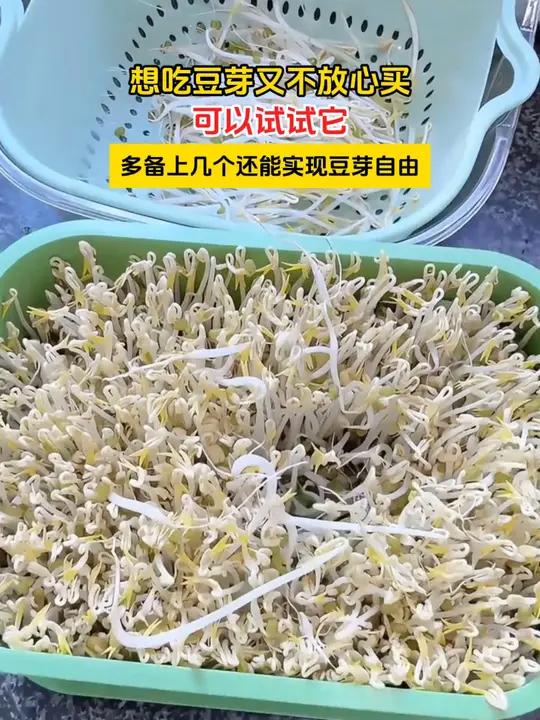 生豆芽简易新方法图片