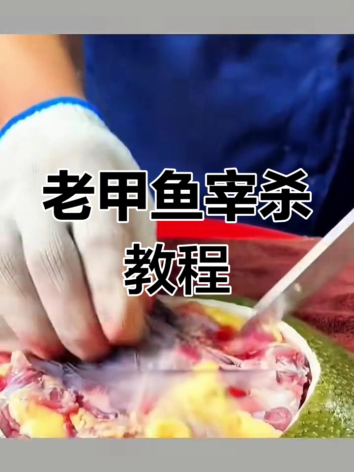 八年老甲鱼宰杀技巧,轻松去内脏