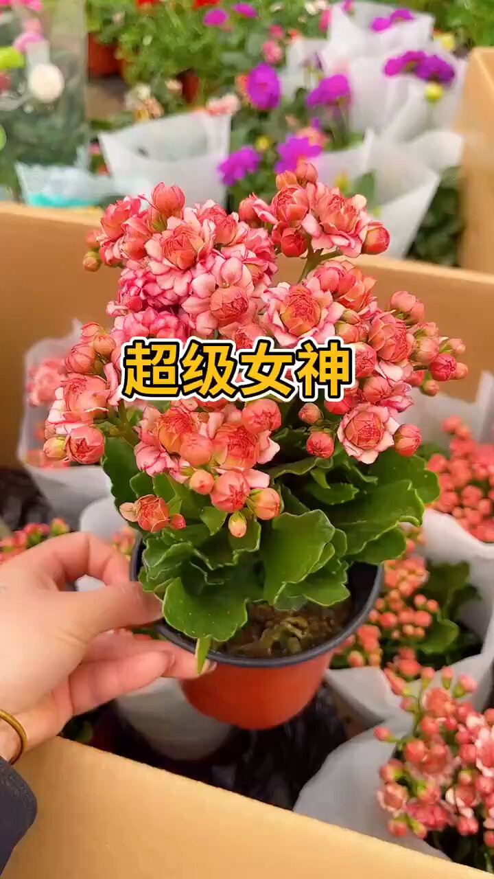 超级系列超级女声长寿花