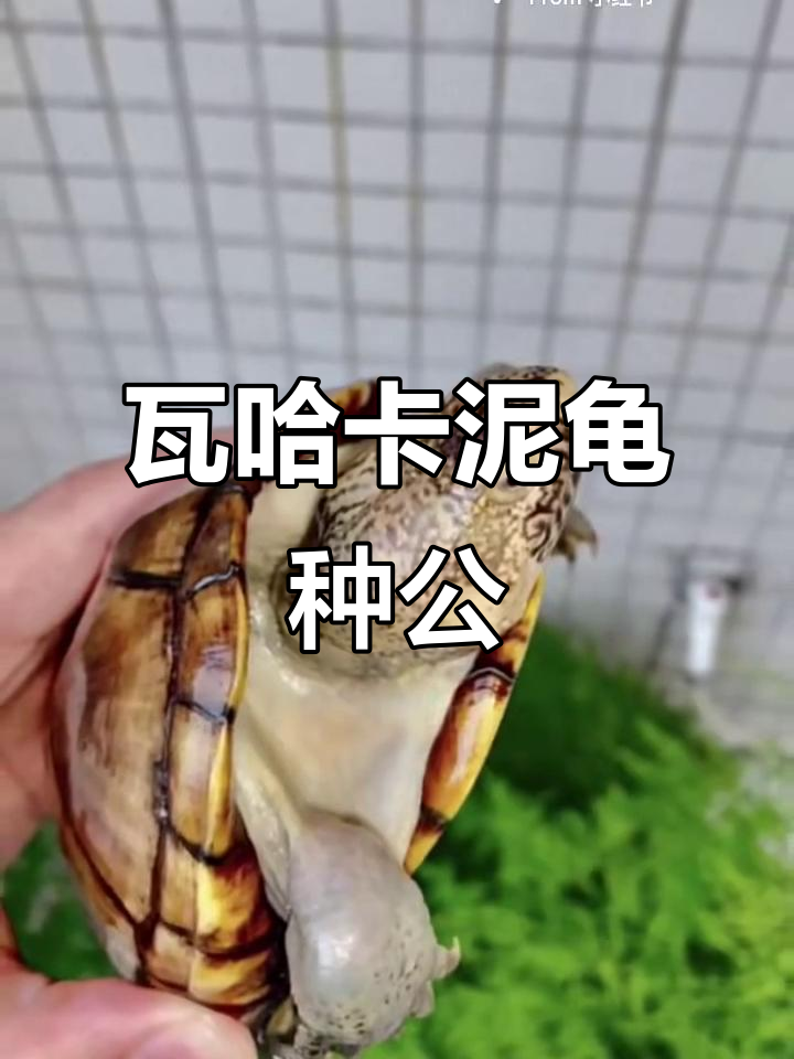 瓦哈卡泥龟种公展示,稀有品种魅力十足