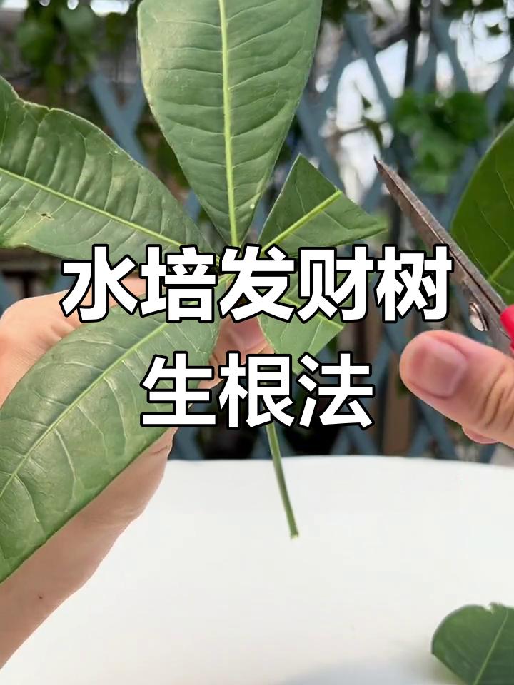 发财树扦插快速生根技巧