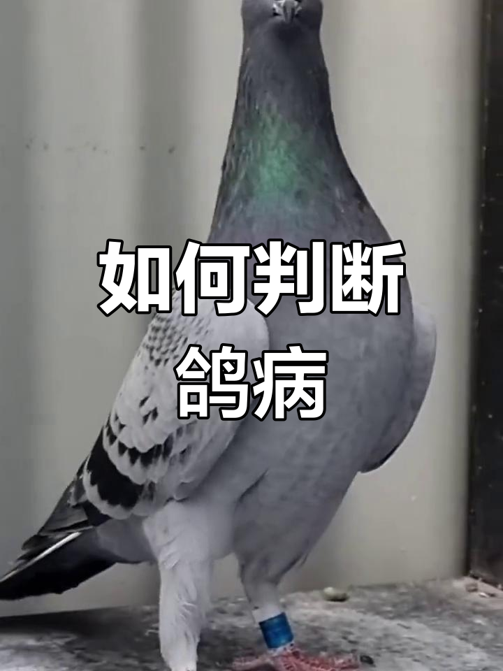 鸽子沙门氏,新城疫与腺病毒的区别