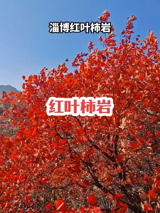 红叶柿岩春节免费图片